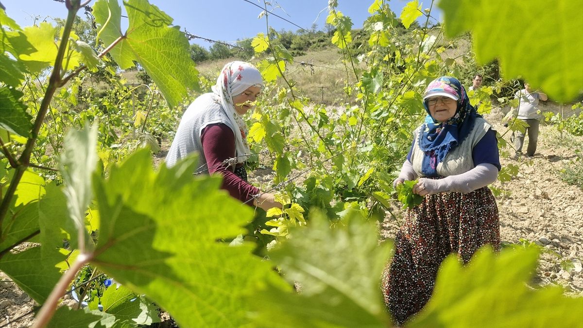 Zirai dona rağmen Erbaa narince yaprağından 2 milyar lira gelir bekleniyor